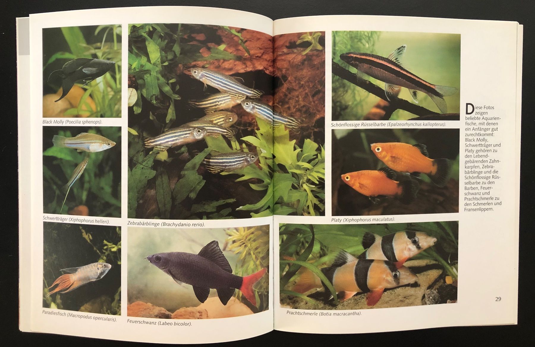Bücher: Das Aquarium / GU RATGEBER – Gebraucht aus Nussbaumen AG von schuba2000 7