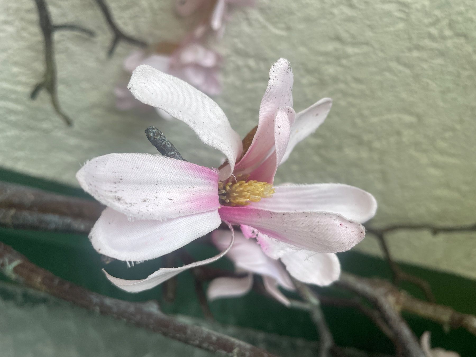 Piante & sementi: Kirschblüten Stamm 2x – Usato da Freidorf TG venduto da ibipatria 3