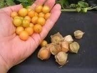 PHYSALIS GOLDIE Cerise de terre sucrée !