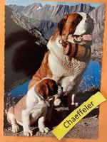 Chiens d‘Hospice du Col du Grand Saint-Bernard. Bernhardiner