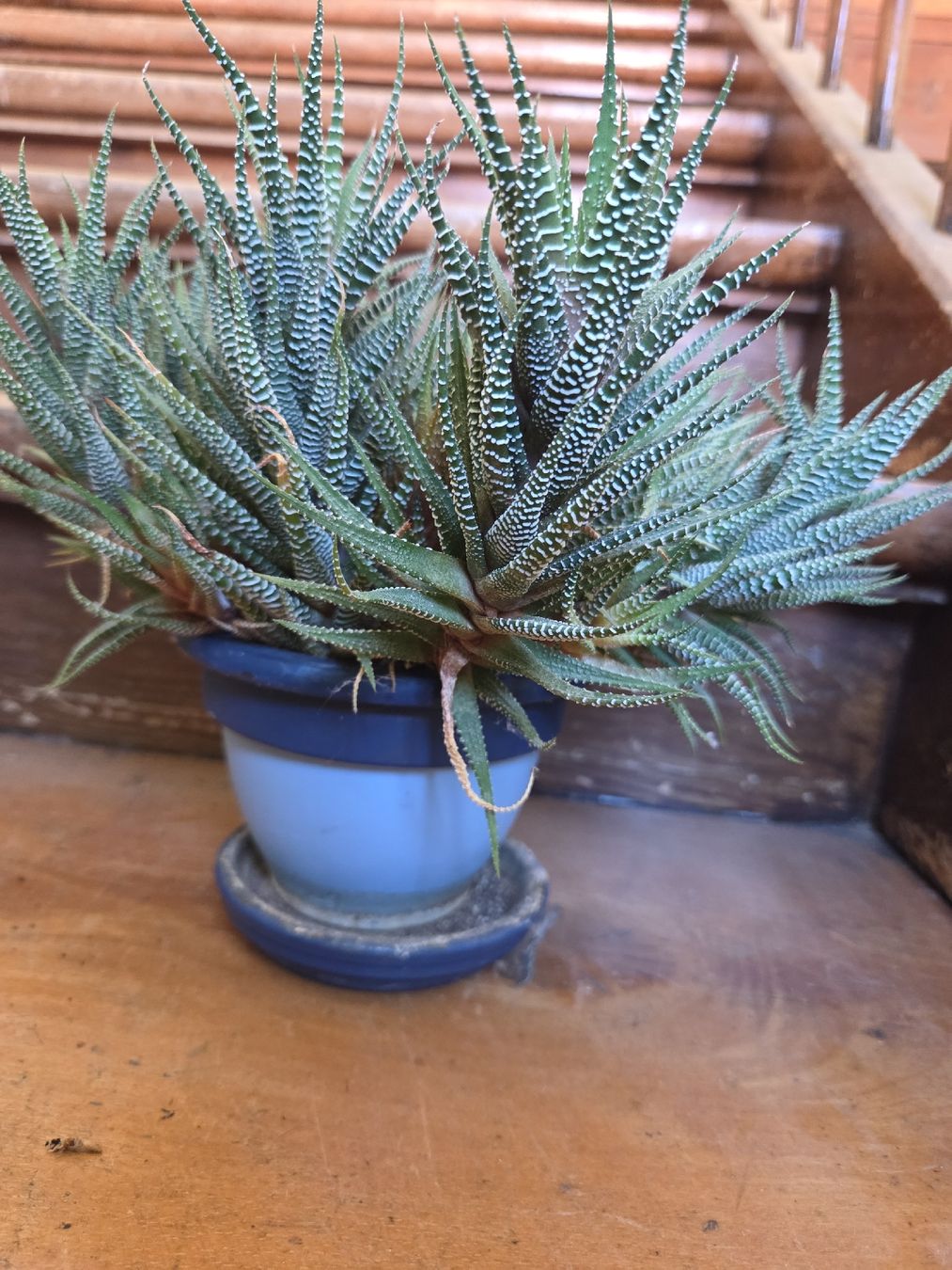 Pflanzen & Samen: Haworthia – Gebraucht aus Wädenswil von weihpos 1