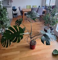 Wunderschöne Monstera Zimmerpflanze 90 cm🪴