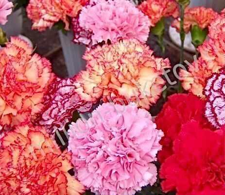 Pflanzen & Samen: 30 Samen DIANTHUS CARYOPHLUS -  Einfache Nelke MIX – Neu und originalverpackt aus Rovio von POSITIFFARTandPLANTS