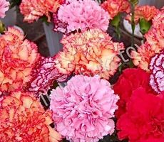 30 Samen DIANTHUS CARYOPHLUS -  Einfache Nelke MIX