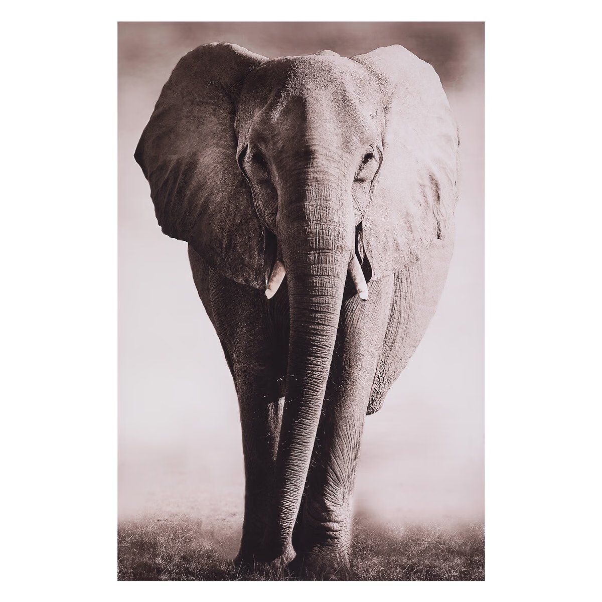 Foto & Immagini: Gerahmtes Leinwandbild Elefant – Nuovo e nell'imballaggio originale da Birsfelden venduto da Forward101
