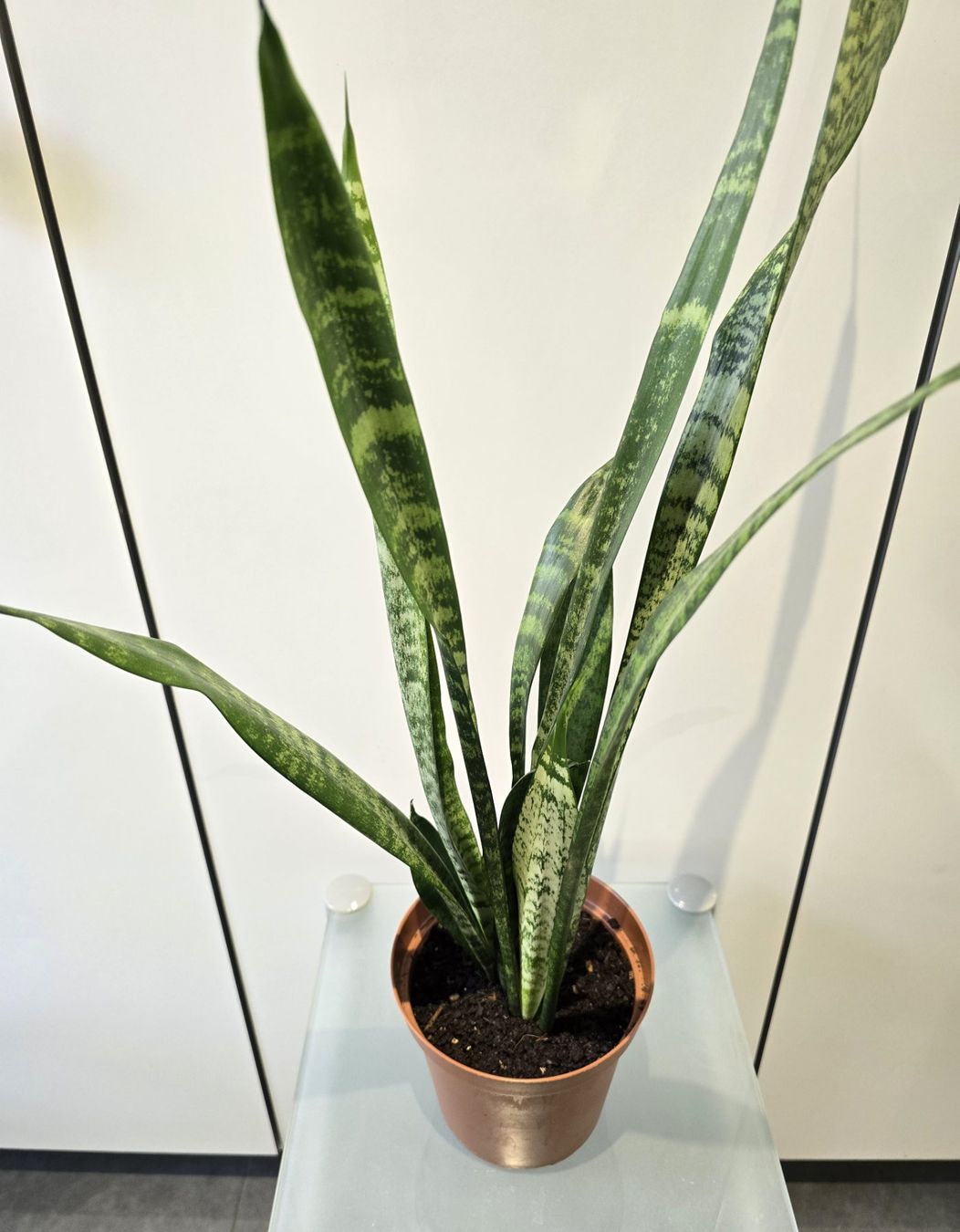 Piante & sementi: Pflanze Sansevieria / Bogenhanf 68 cm – Usato da Oetwil an der Limmat venduto da dhantal 7