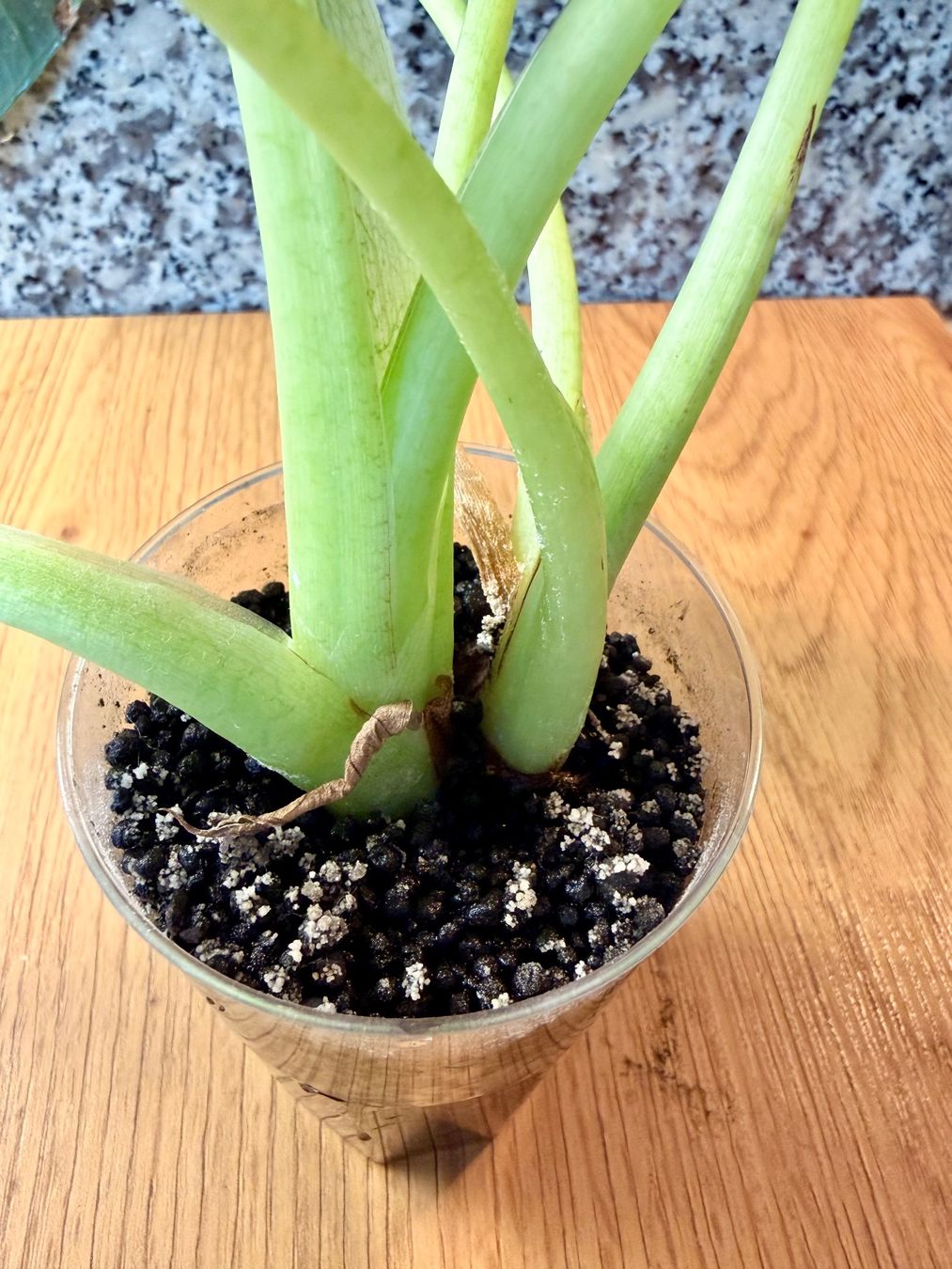 Piante & sementi: Alocasia Regal Shield – Usato da Kaiseraugst venduto da dka_b97z 5
