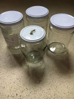 4 Konfitüre- Gläser ab CHF 0.50