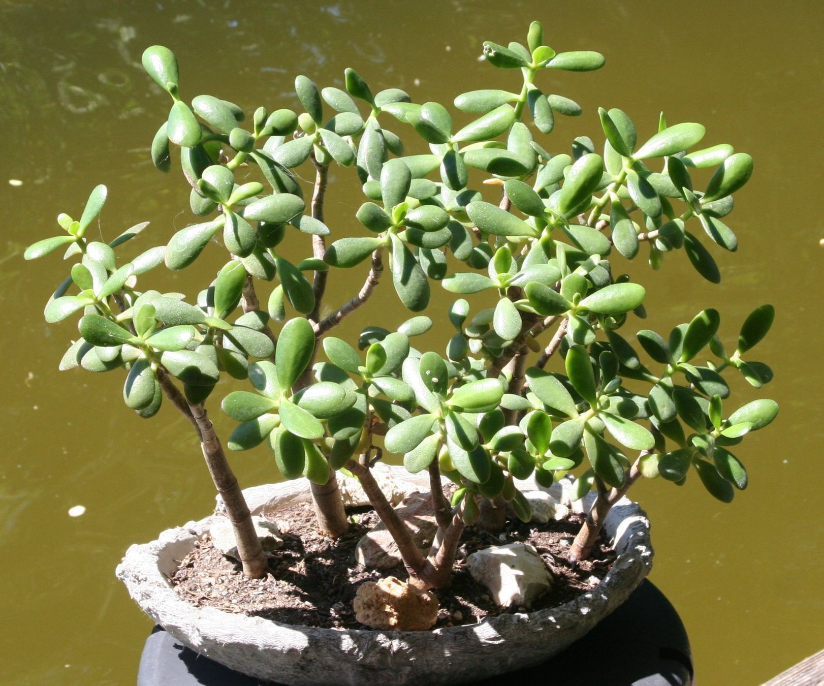 Plantes & graines: Geldbaum-Wald – D'occasion à Gretzenbach par Sikim