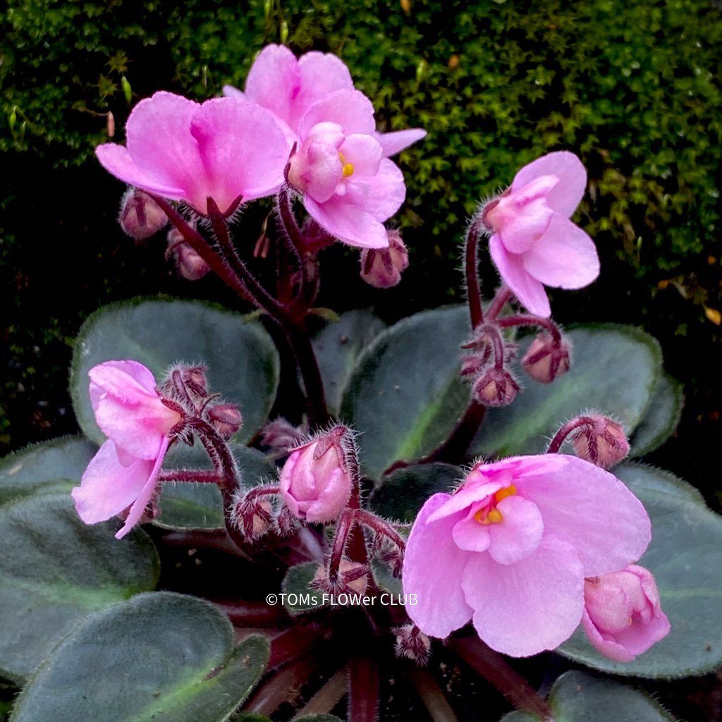 Piante & sementi: Saintpaulia Ionantha / African Violet – Nuovo e nell'imballaggio originale da Adliswil venduto da astom369 5
