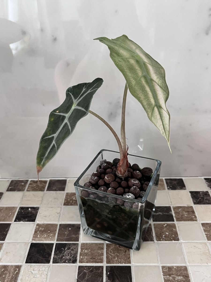 Piante & sementi: Alocasia Polly Pink variegata  – Usato da Lugano venduto da The_Botanists 1
