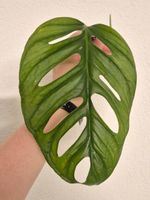 🌿 Monstera Adansonii Mint Ableger #1🌿