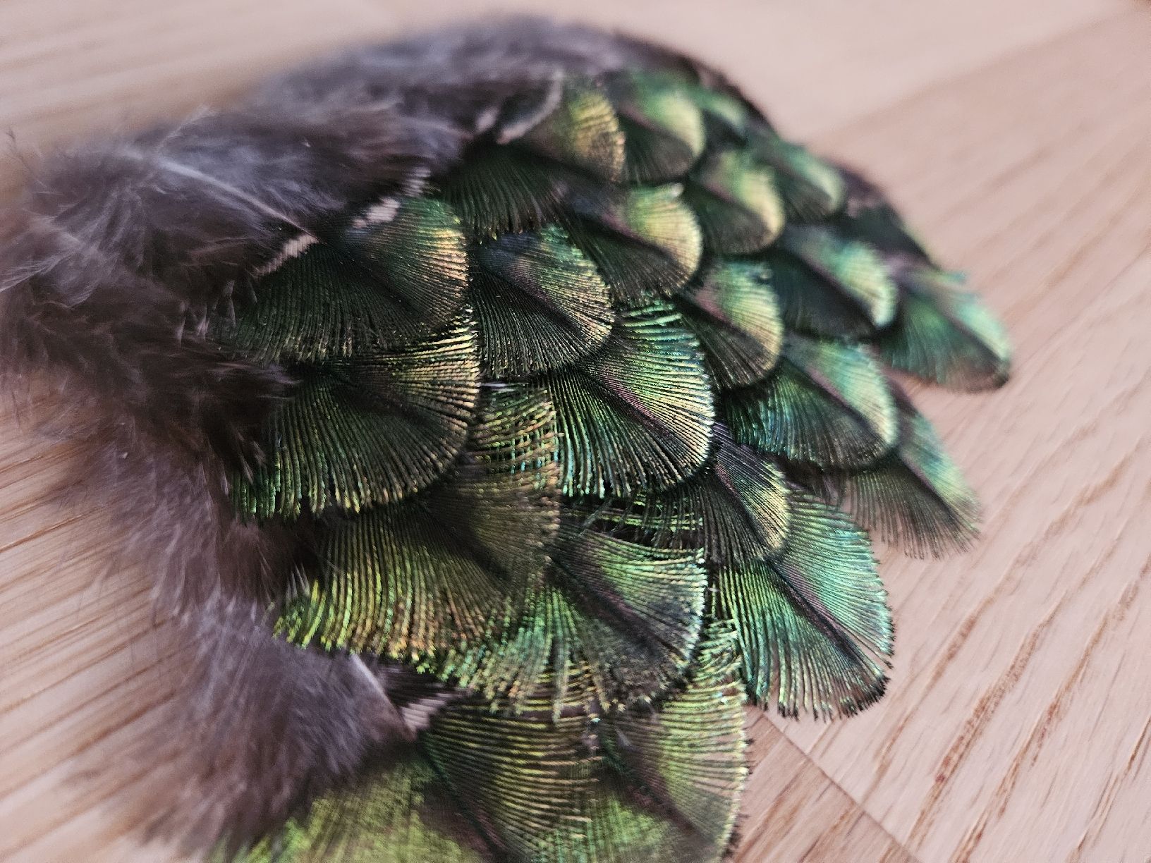 Il mondo degli animali: Schillernde Federn Pfau – Nuovo (secondo la descrizione) da Wallenwil venduto da luc_mei