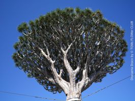 Dracaena Draco - Drachenbaum - Dein Pflanzenbegleiter