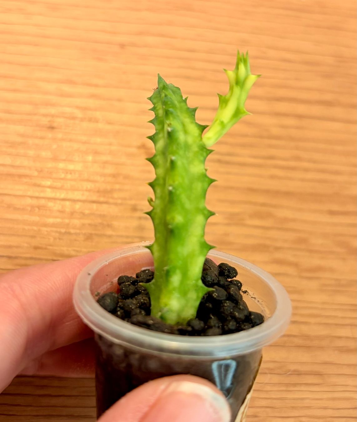 Piante & sementi: Huernia Zebrina Variegata – Usato da Kaiseraugst venduto da dka_b97z 1