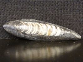 Versteinerter Fisch Fossil ORTHOCERAS MAROKKO Tintenfisch