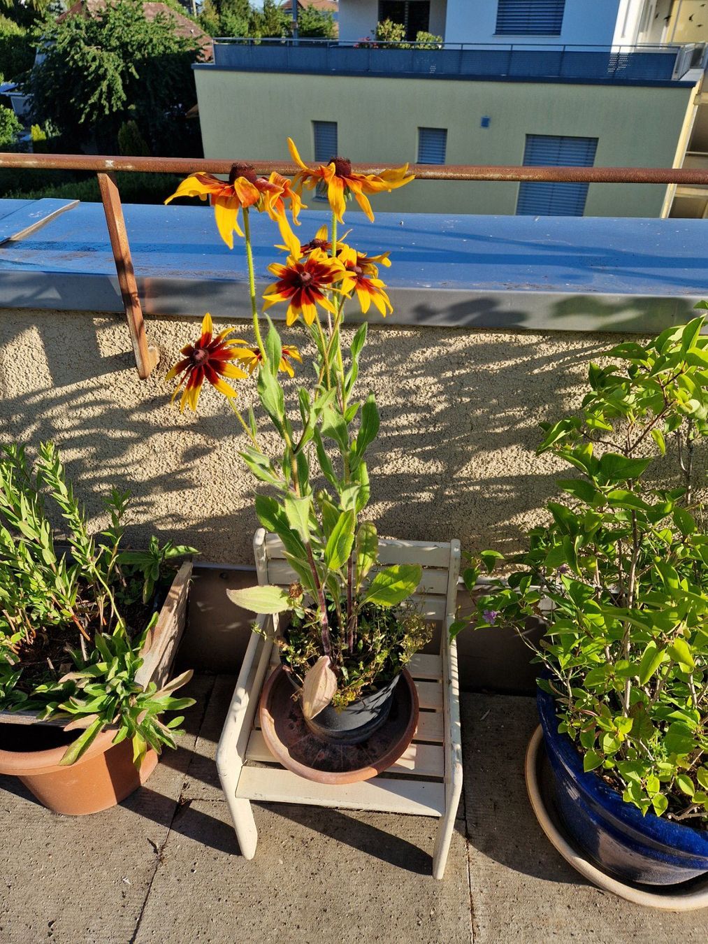 Piante & sementi: Balkon-/Gartenpflanze: Sonnenhut – Usato da Münchenbuchsee venduto da Aare22 2