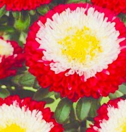 Piante & sementi: 50 SAMEN BLUME ASTERN POMPON – Nuovo e nell'imballaggio originale da Rovio venduto da POSITIFFARTandPLANTS 3