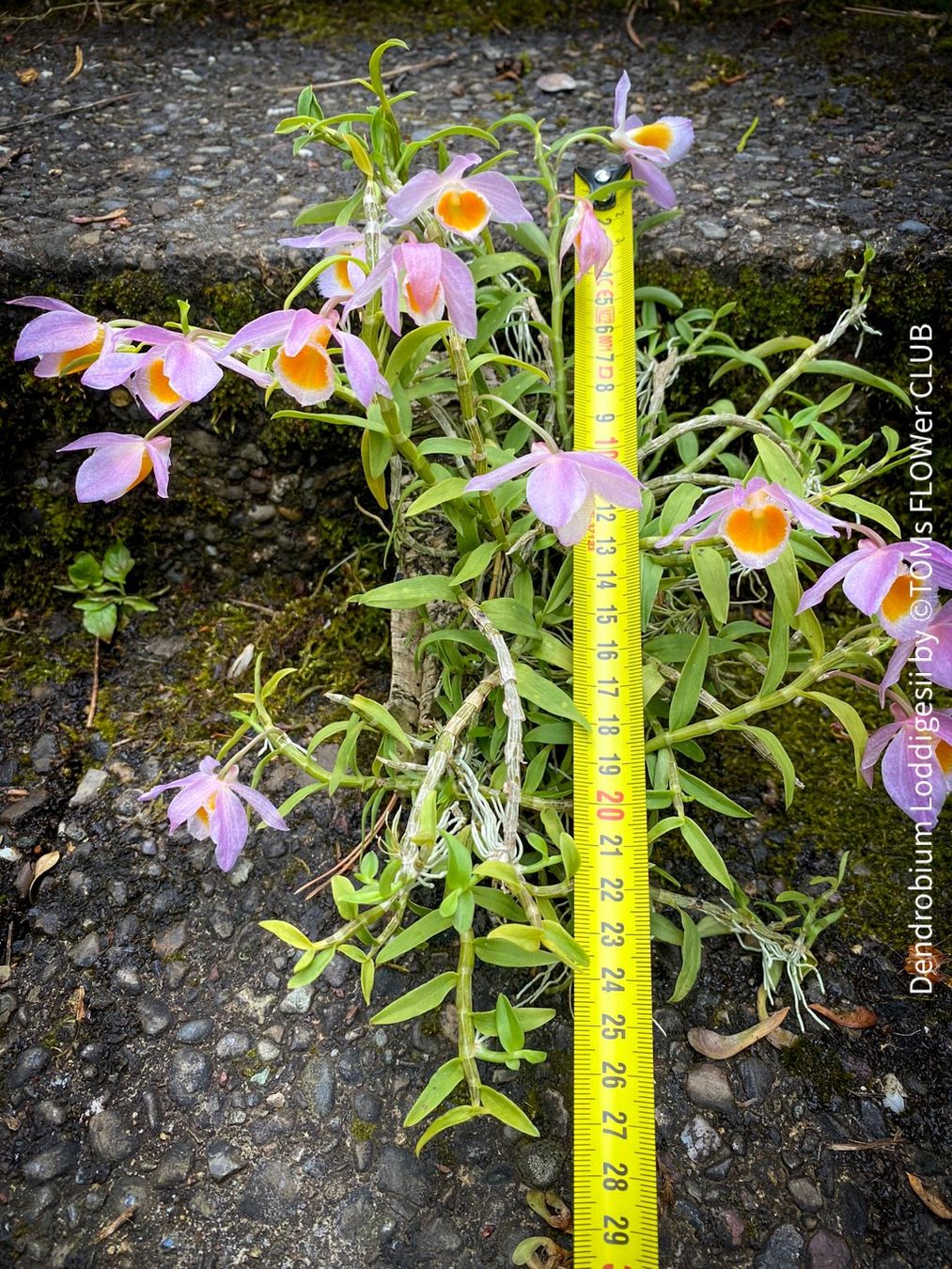 Piante & sementi: Dendrobium Loddigesii - bezaubernde Miniatur Orchidee – Nuovo e nell'imballaggio originale da Adliswil venduto da TAKEYOURPLANT 7