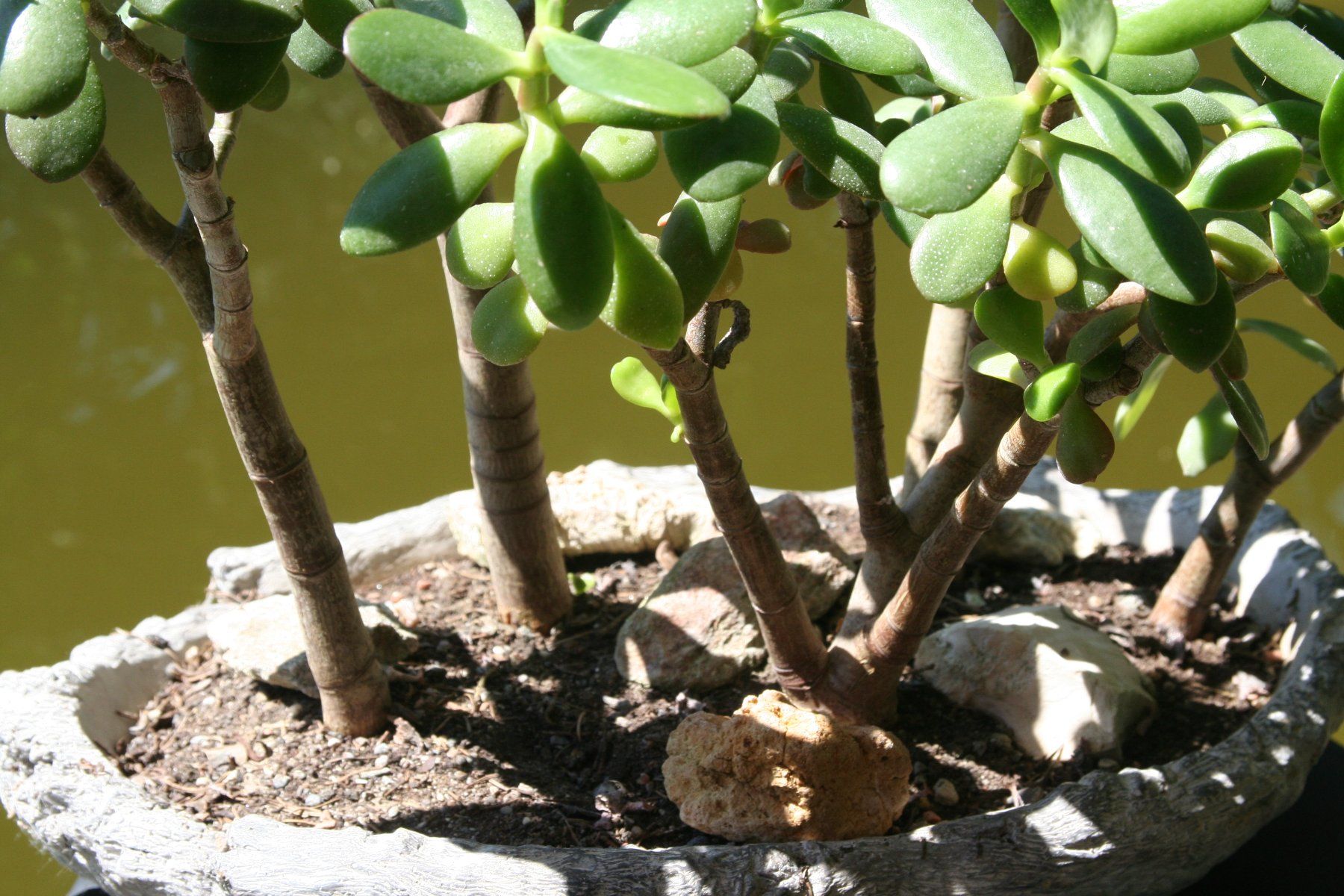 Plantes & graines: Geldbaum-Wald – D'occasion à Gretzenbach par Sikim 2