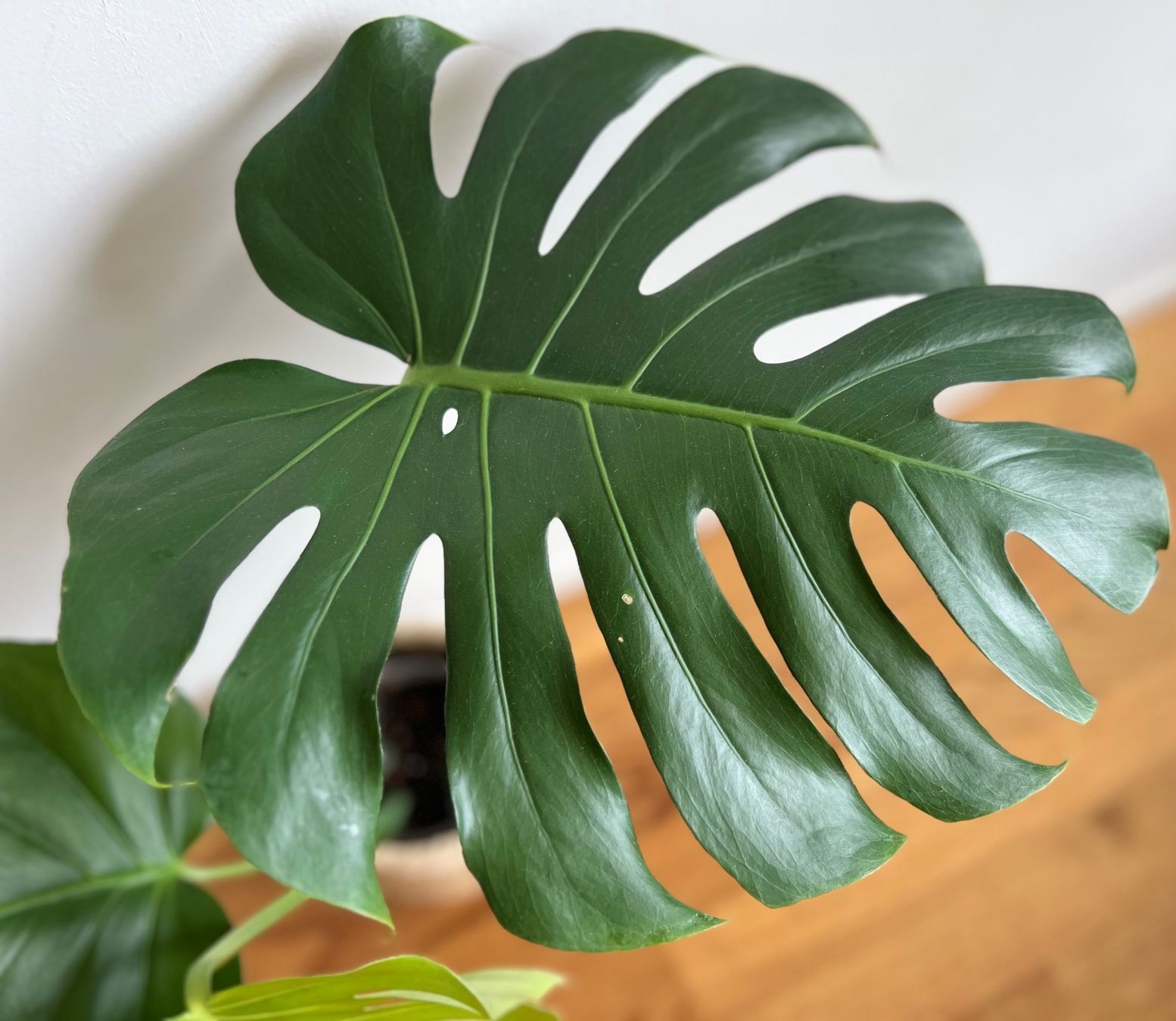 Piante & sementi: Monstera Deliciosa🤩 – Usato da Glattpark(Opfikon) venduto da ste_n99y 3