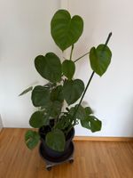 Zimmerpflanze Monstera deliciosa ca. 125 cm hoch