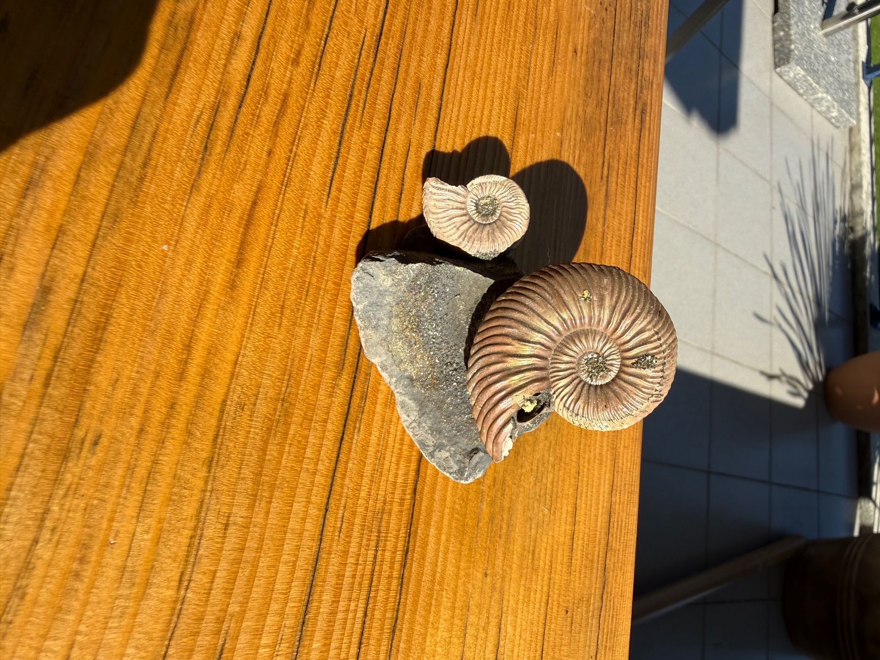 Fossili: Atemberaubende schillernde Ammoniten auf Matrix – Usato da Au SG venduto da Houseofkeichousaurus 7