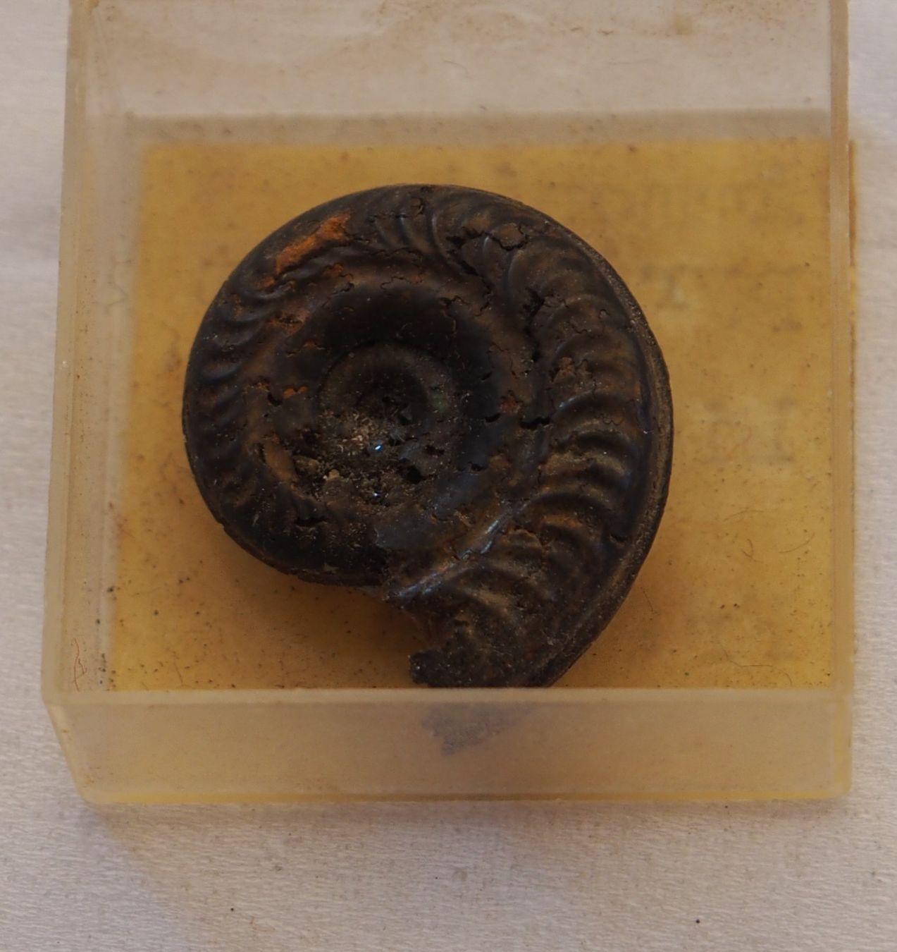 Fossili: 13. ammonit pyritisiert Liesberg BE – Usato da Ovronnaz venduto da Etagne68 2