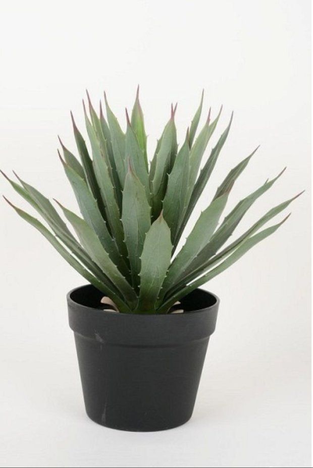 Piante & sementi: wunderschöne Agave im Topf 40cm / Kunstpflanze – Usato da St. Gallen venduto da Miousch 1
