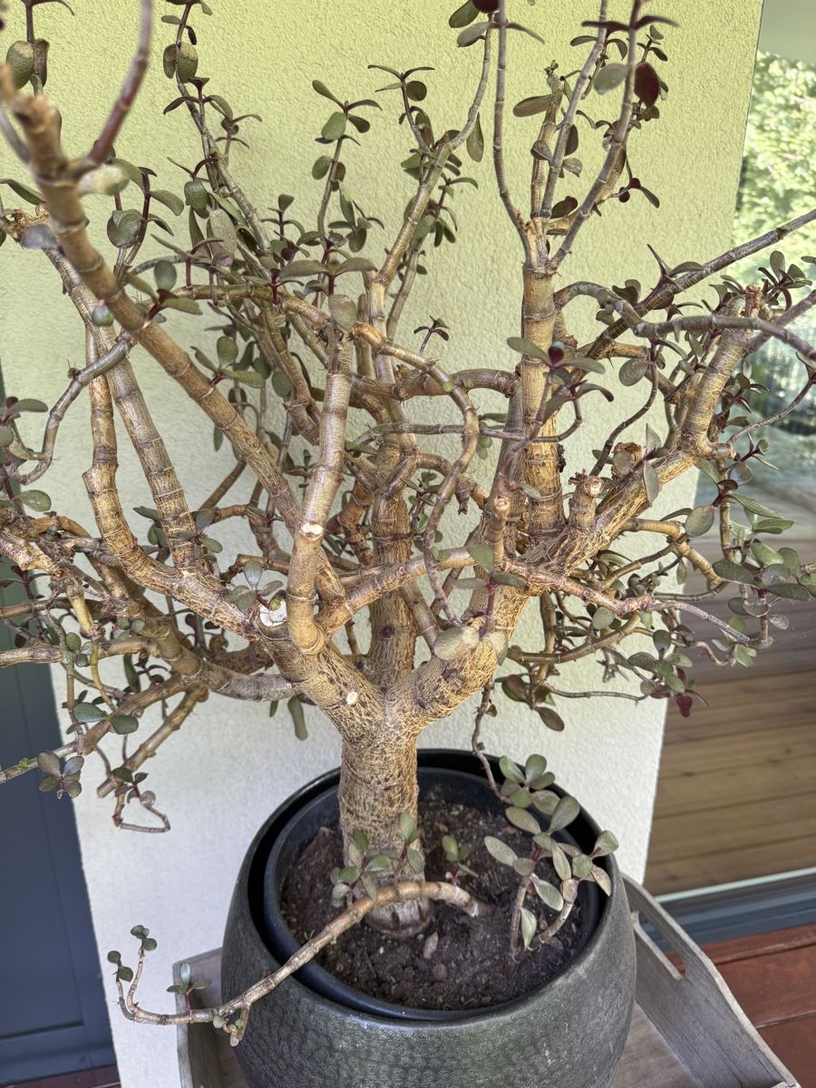 Piante & sementi: Geldbaum alt – Usato da Abtwil SG venduto da monchy01 1