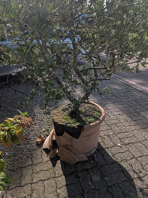 Pflanzen & Samen: Olivenbaum – Gebraucht aus Siebnen von Tschgubidu 3