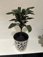 Keulenlilien (Cordyline) Zimmerpflanze 