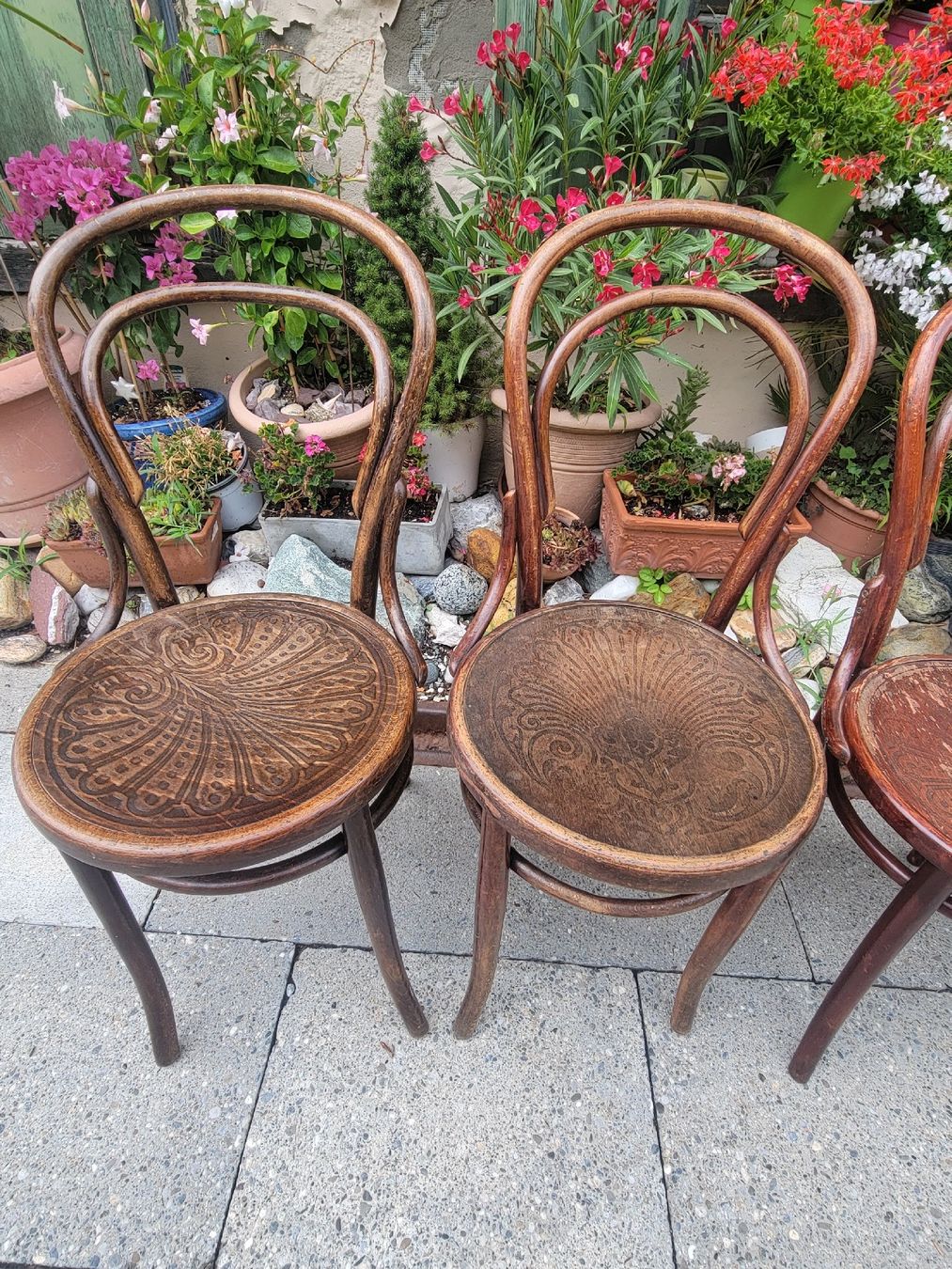 Chaises: 4 Bugholzstühle antik – D'occasion à Sils im Domleschg par platin01 1