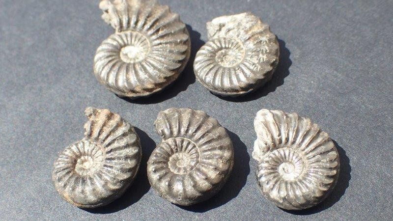 Fossiles: 5 Pyrit Ammoniten Frankreich – D'occasion à Rickenbach BL par Oktober68 5