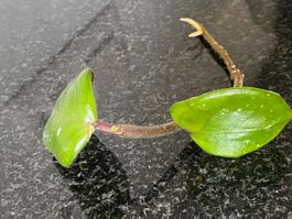 Ableger Hoya Chelsea