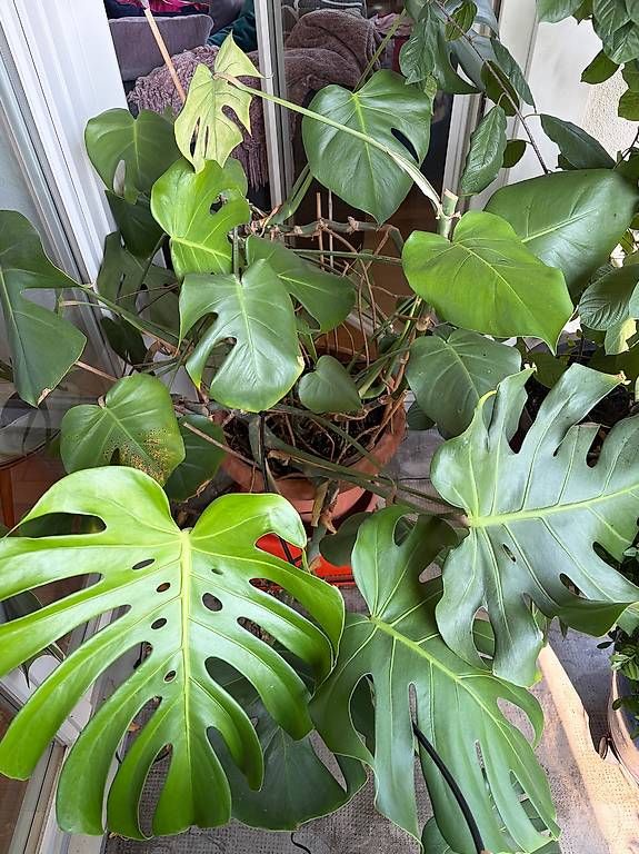 Pflanzen & Samen: Monstera Zimmerpflanze – Gebraucht aus Basel von sdu_27hg