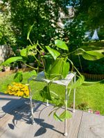 🌿 Efeutute (Epipremnum aureum) in Hydrokultur mit Topf🌿
