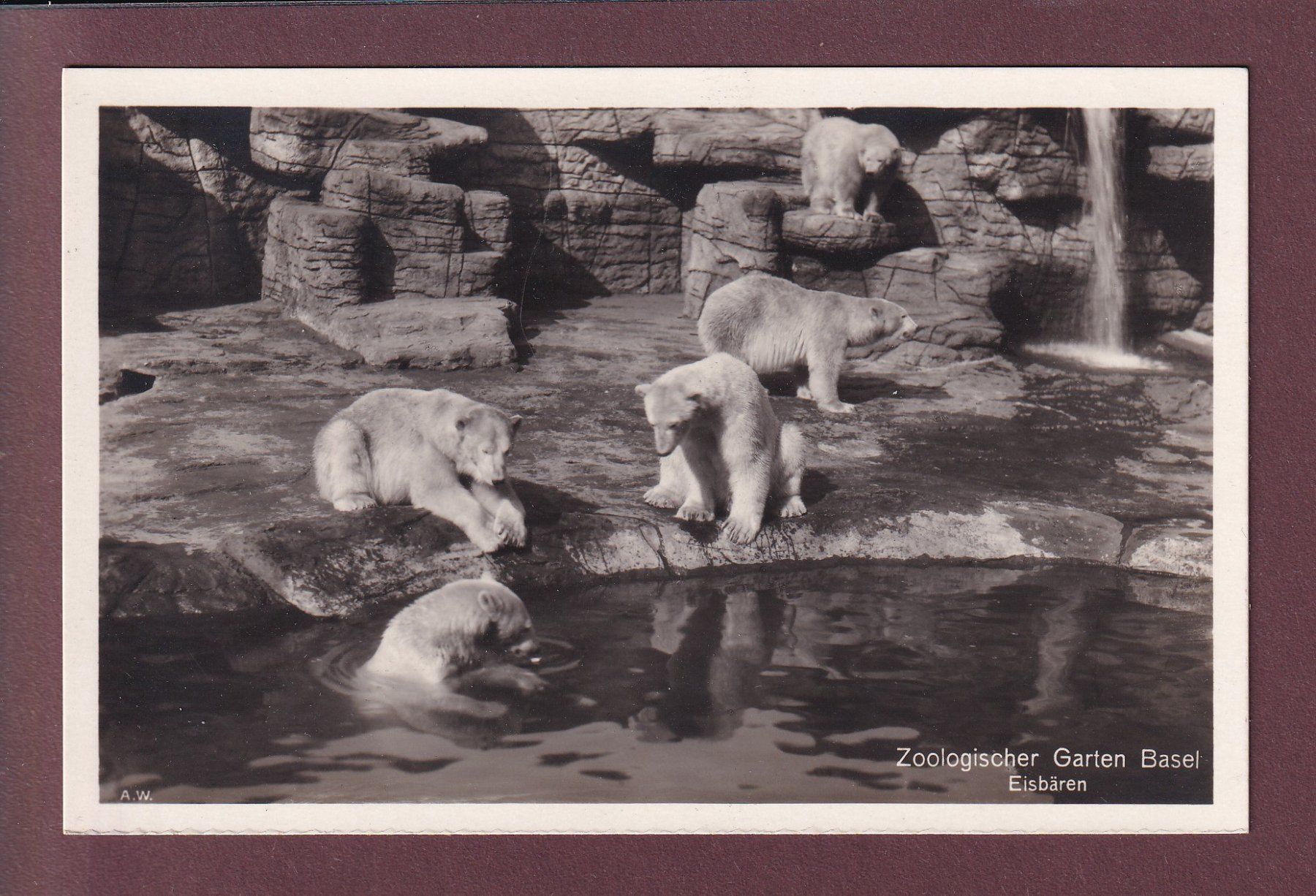 Ansichtskarten: BASEL - Zoo - Eisbären – Gebraucht aus Pully von nicecards