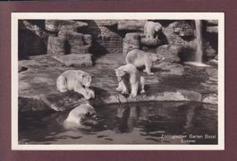 BASEL - Zoo - Eisbären