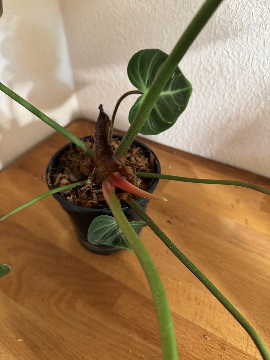 Pflanzen & Samen: Philodendron rubrijuvenilum El Choco Red – Gebraucht aus Männedorf von mrclst 3