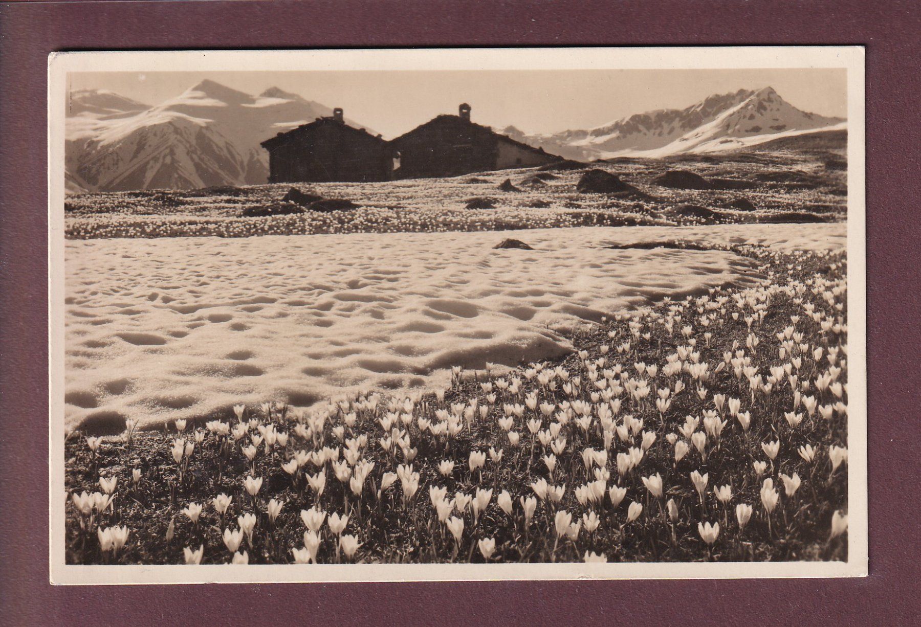 Cartoline postali: Davos - ALP DRUSATSCHA - Krokus - 1935 – Usato da Pully venduto da nicecards
