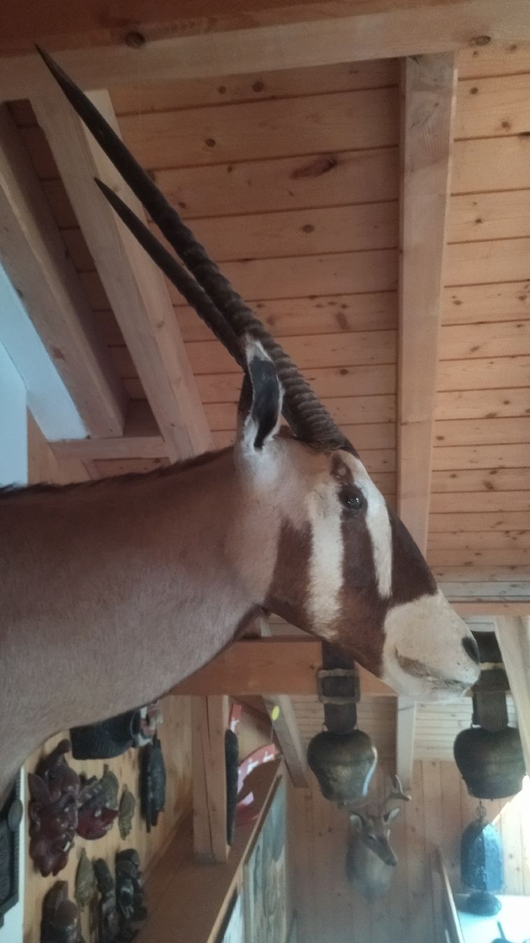 Welt der Tiere: Orix Antilope Jagdtrophäe – Gebraucht aus Zürich von Top-Deal-Schweiz