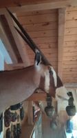Orix Antilope Jagdtrophäe