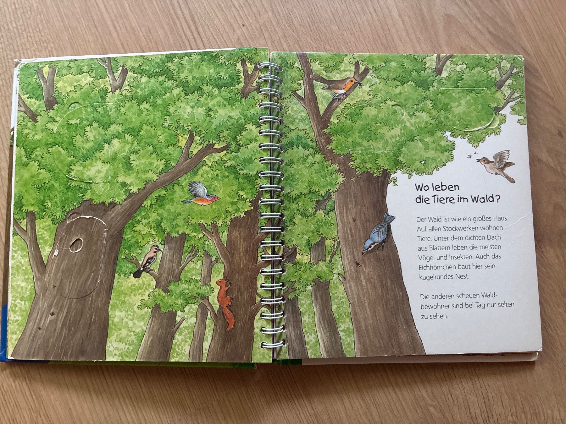 Bücher: Der Wald, Ravensburger, wieso, weshalb, warum – Gebraucht aus Eggenwil von mic_b5l2 2