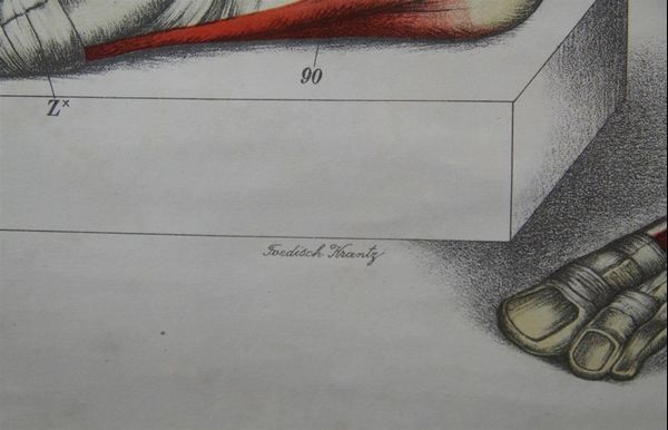 Foto & Immagini: Schulwandbild "Muskulatur" – Usato da Birrwil venduto da brandschatz_birrwil 4