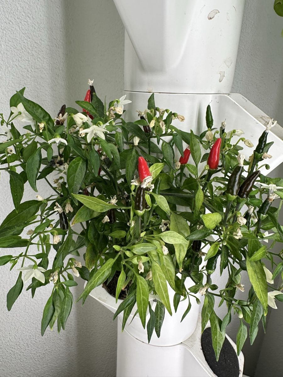Sonstiges: 1 Everleaf Garden das Original – Gebraucht aus Sisikon von Folamis 4
