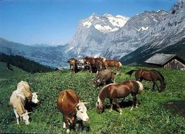 GRINDELWALD mit Wetterhorn, Kühe, Pferde