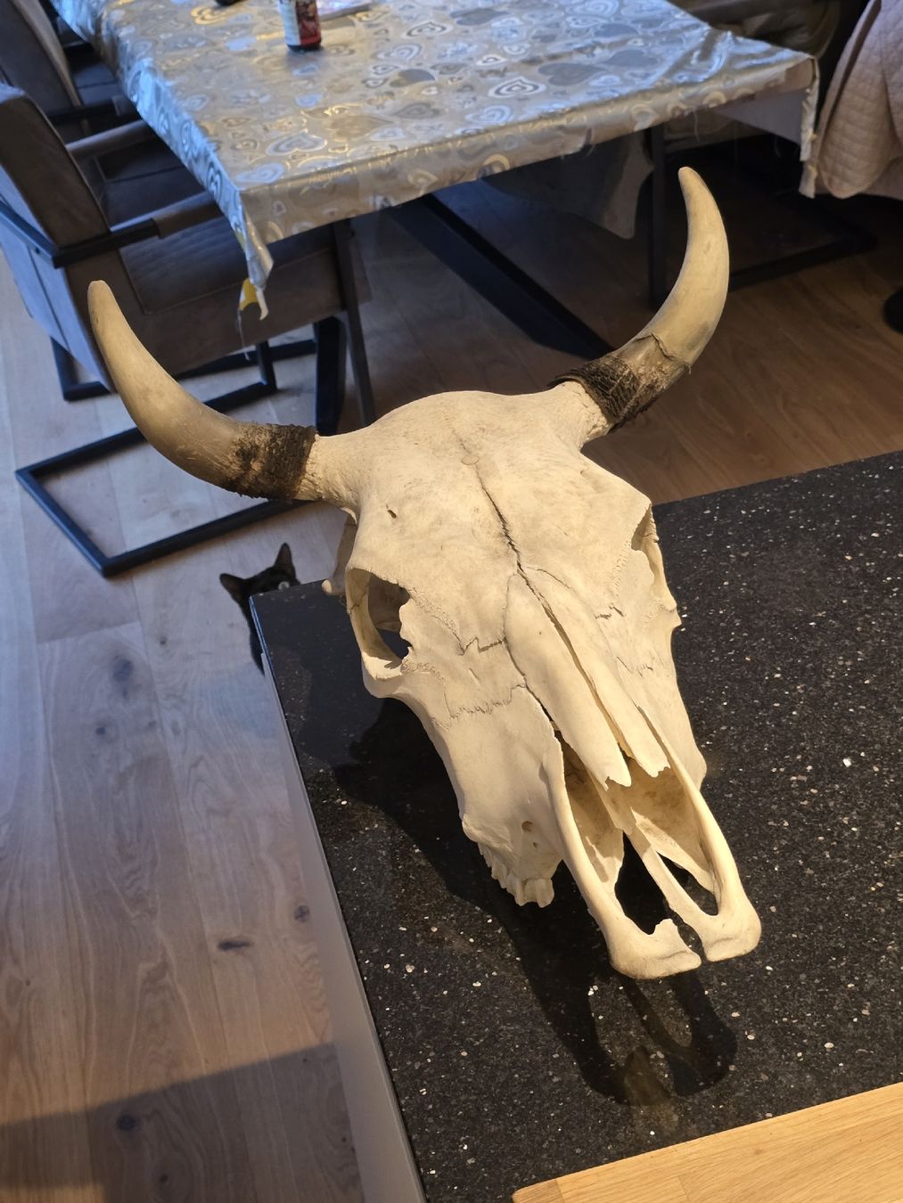 Tutte le decorazioni: Rindschädel – Nuovo (secondo la descrizione) da Zürich venduto da sushihase 2