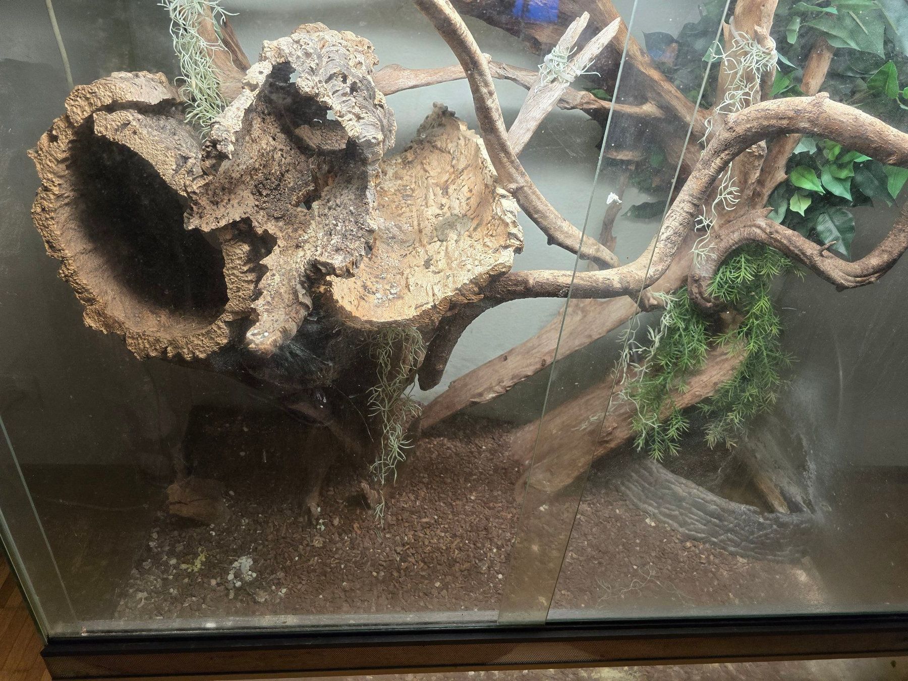 Terrario: Terrarium – Usato da Bülach venduto da Resch07 1