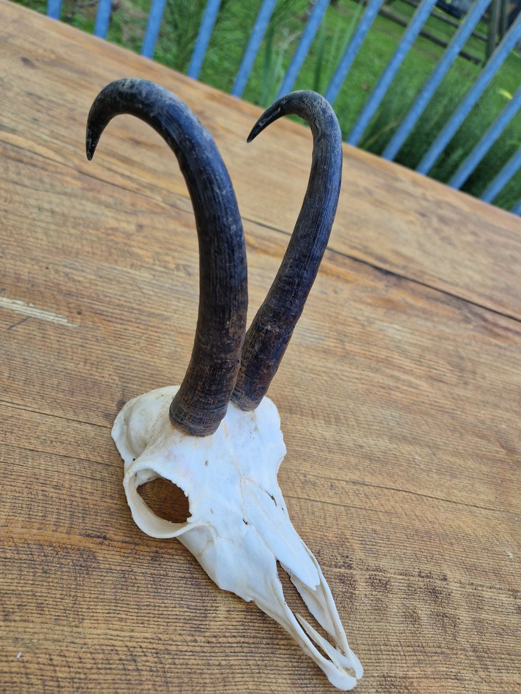 Altre raccolte & rarità: Gamsbock – Usato da Wetzikon ZH venduto da Hella73